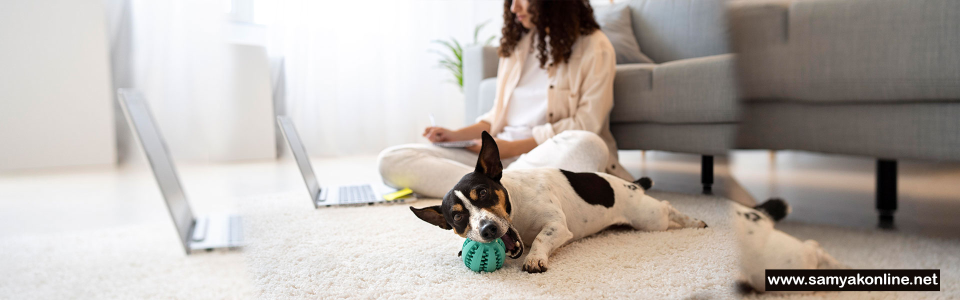 AI SEO, LLM SEO, Digital Marketing for Pet Boarding & Shelter Services, Pet Hotels & Luxury Boarding Centers